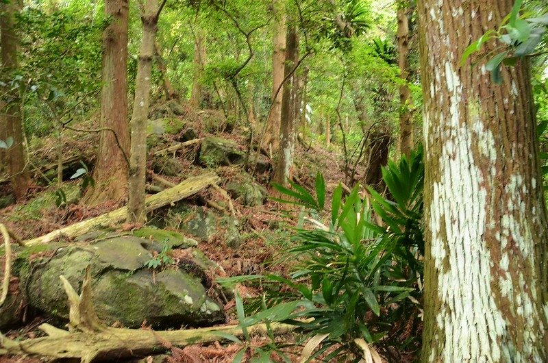 觀音山東北峰上切觀音山東稜稜線路徑 (2)