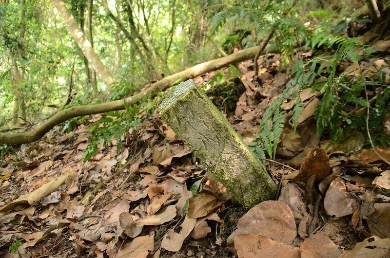 觀音山東北稜“竹林界”水泥柱