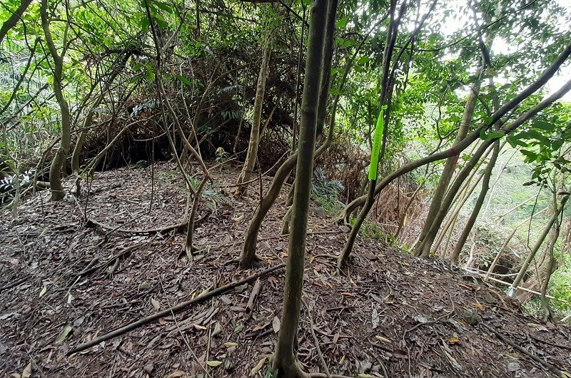 觀音山東稜稜線黃藤阻路右下切