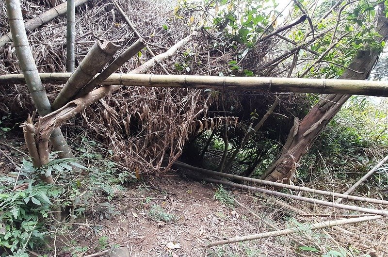 觀音山東稜稜線黃藤阻路右下切穿越處