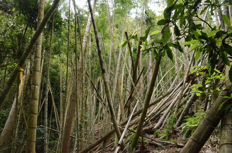 觀音山東鞍枯竹林