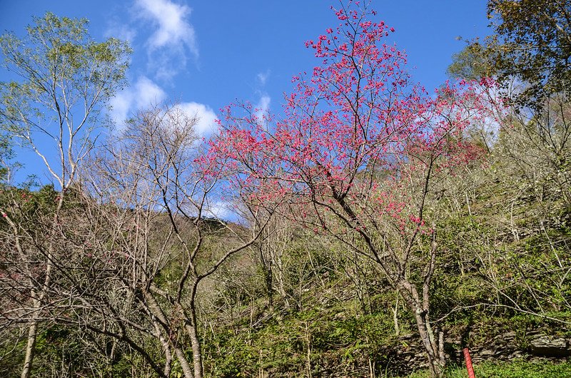 小鬼湖林道櫻花 (1)