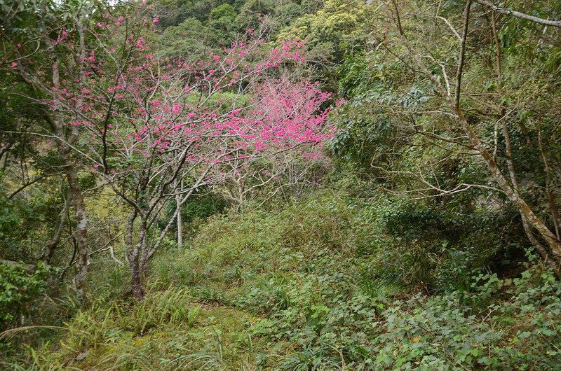 小鬼湖林道櫻花 (5)