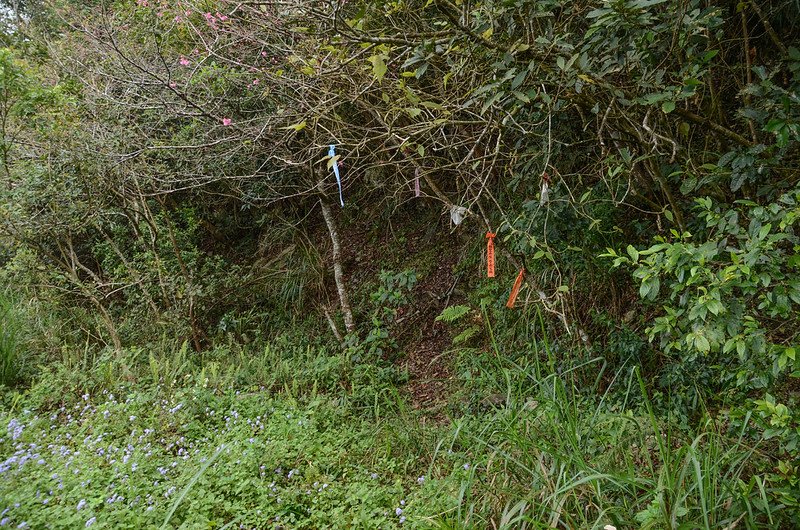 小鬼湖林道亞泥笛山西北稜登山口