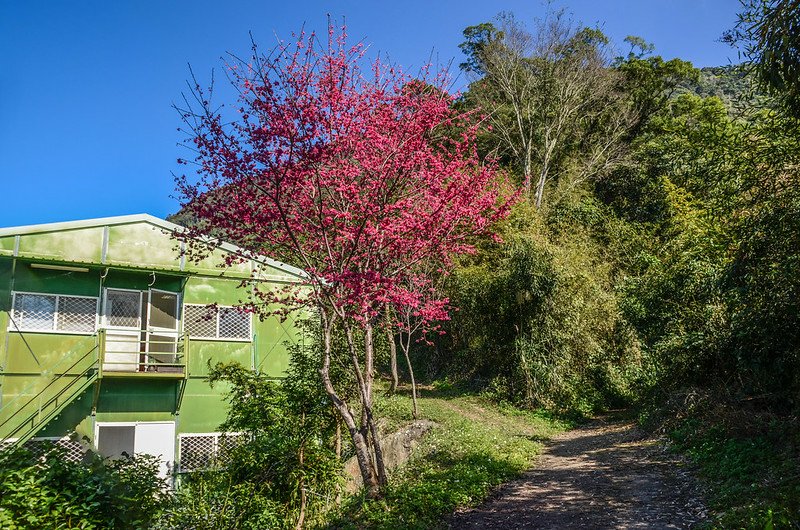 洗水山北峰登山步道岔路