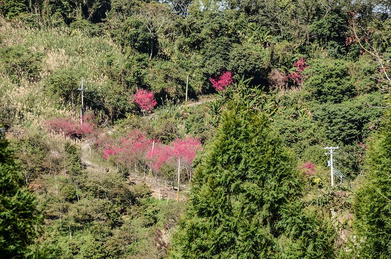 洗水山北峰登山步道俯瞰錦安農路山櫻 (1)