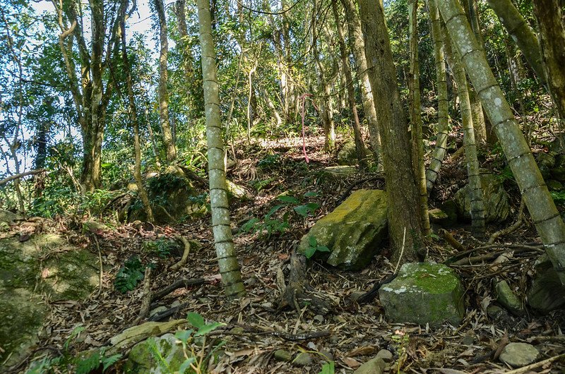 洗水山北峰第一支稜稜線