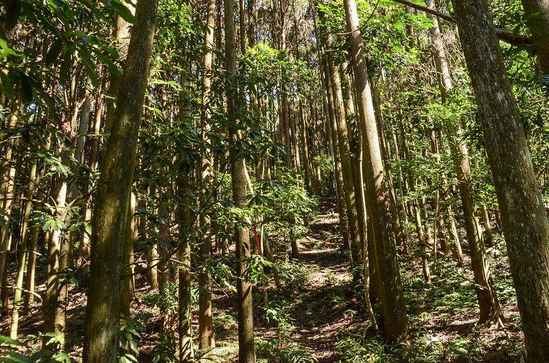 洗水山北峰第三支稜林相 (3)