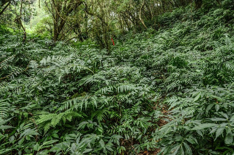 +山徑蕁麻科植物