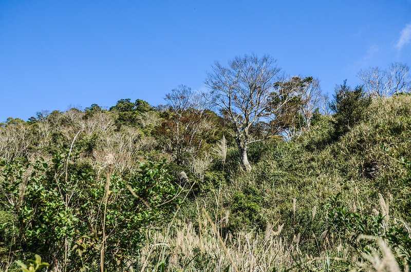 大武藏山南稜楓香林 (1)