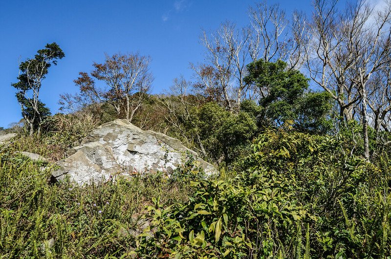 大武藏山南稜楓香林 (3)