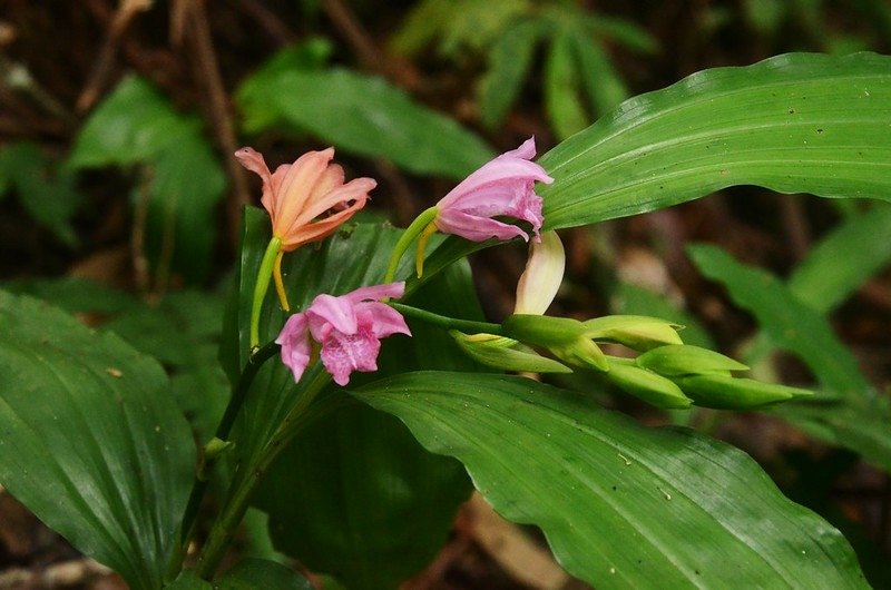 細莖鶴頂蘭 (1)