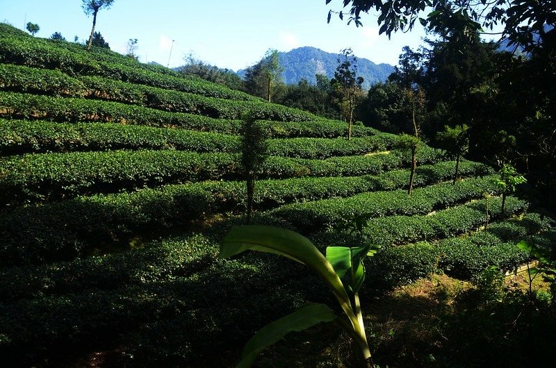 樟仔林林道茶園