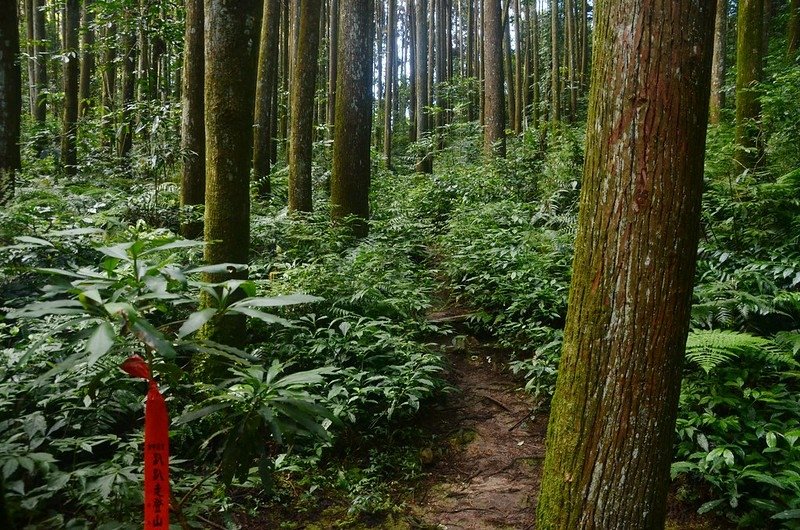 樟仔林林道T字路山徑 (1)