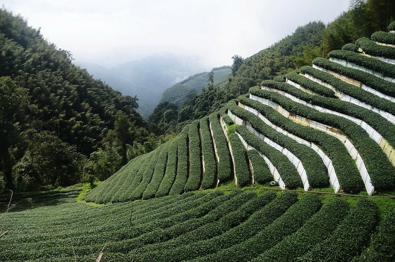 羊灣巷沿途景觀 (3)