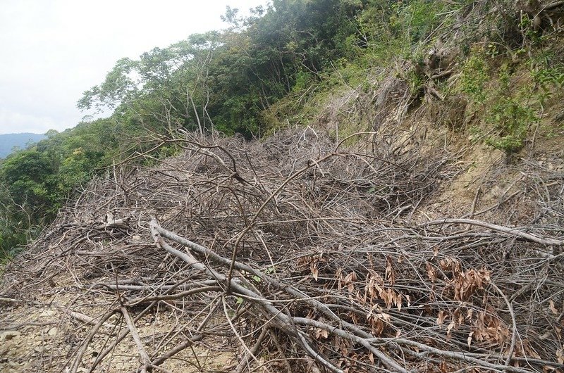 戶阿春山產道 (2)