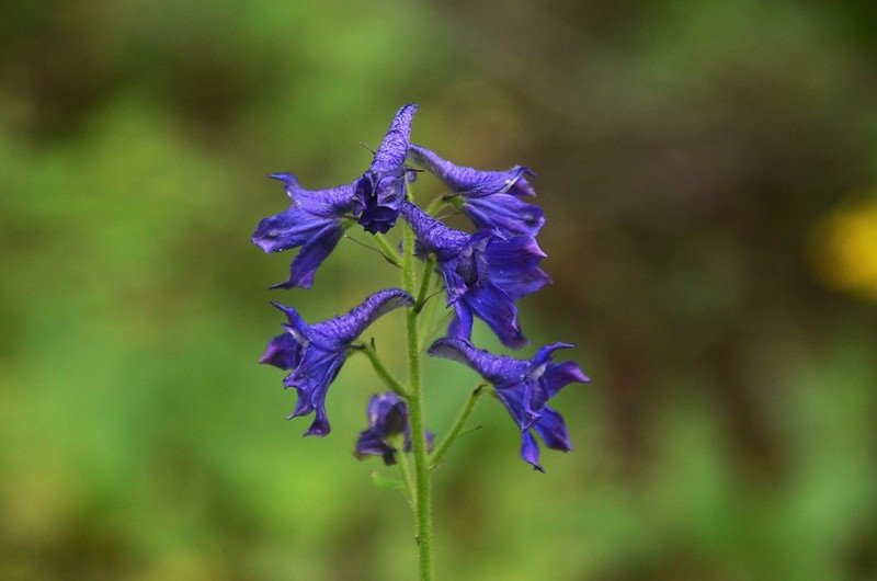 Subalpine larkspur