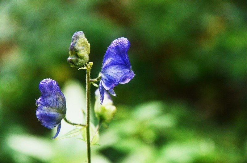 Monkshood