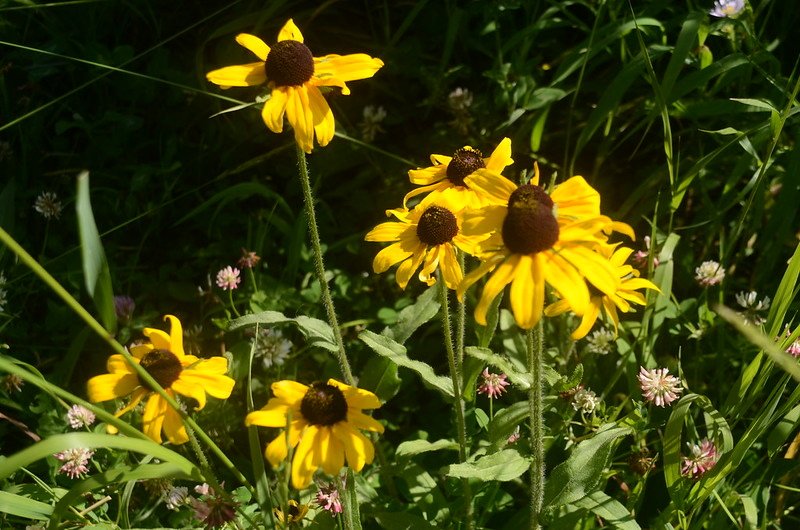 Cutleaf Coneflower