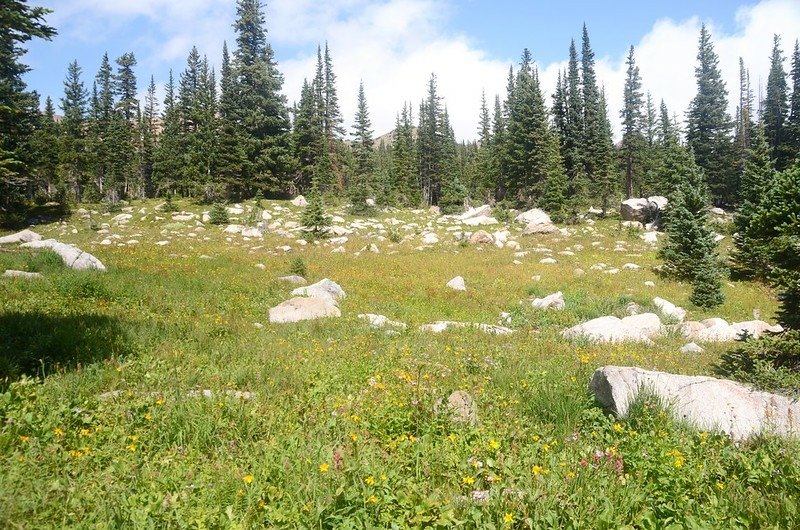 Wildflowers along the trail (3)