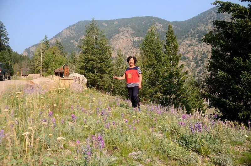 Wildflowers blooming along Guanella Pass (1)