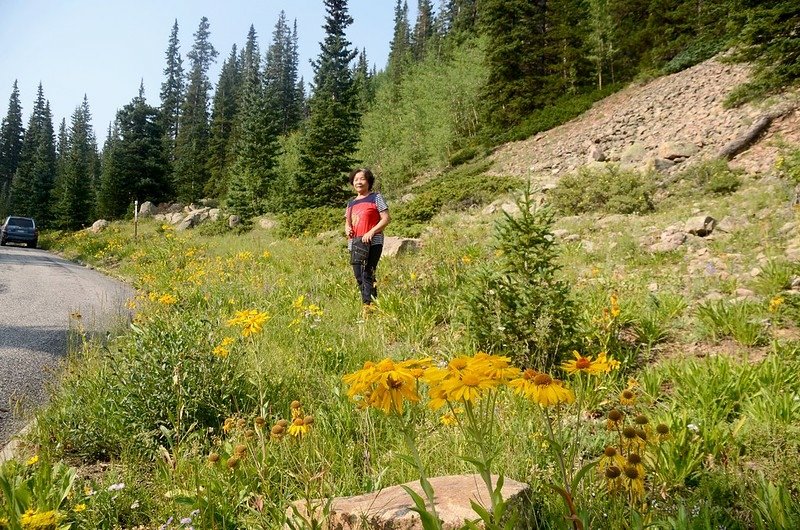 Wildflowers blooming along Guanella Pass (2)