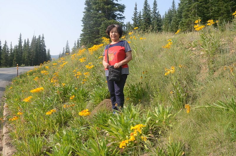 Wildflowers blooming along Guanella Pass (3)