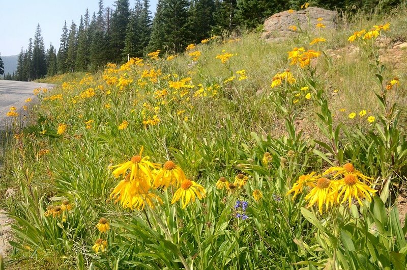 Wildflowers blooming along Guanella Pass (4)