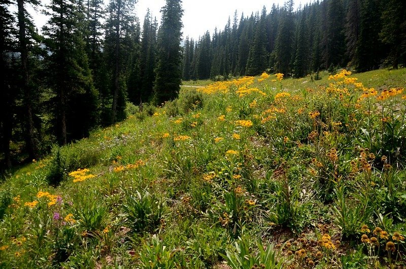 Wildflowers blooming along Guanella Pass (5)