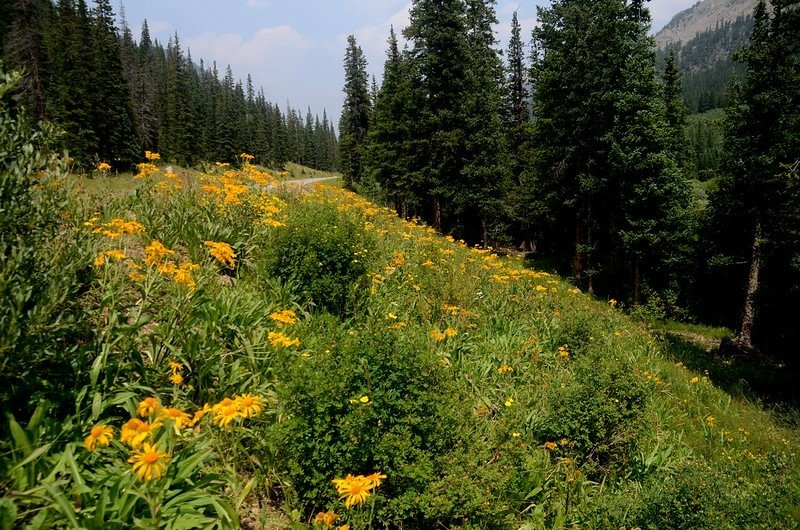 Wildflowers blooming along Guanella Pass (6)