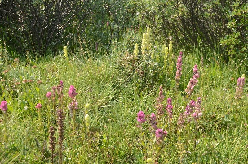 Indian paintbrush flowers