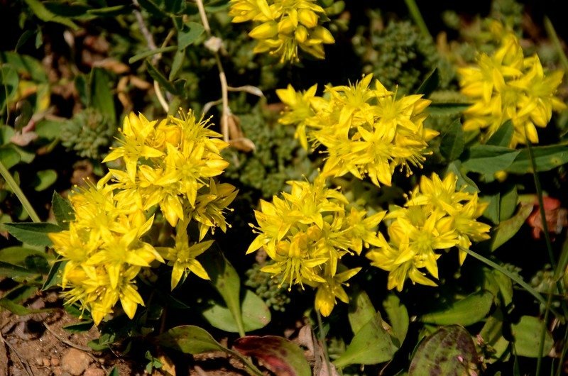 Yellow stonecrop