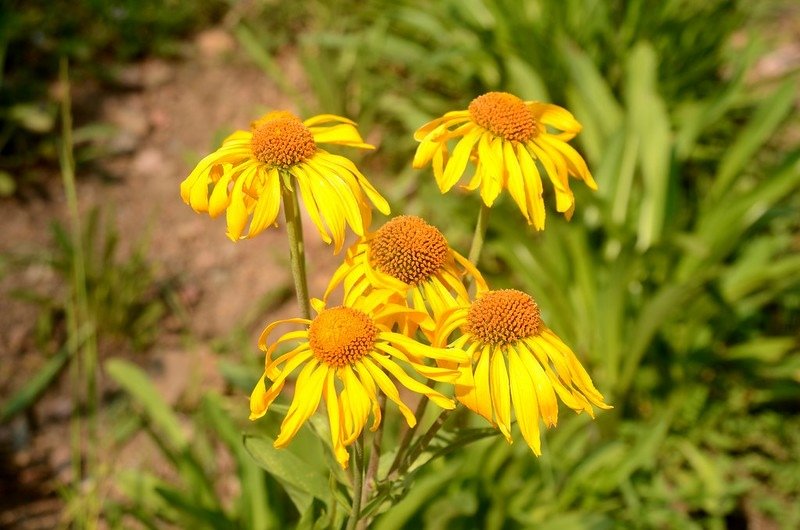 Orange Sneezeweed (3)