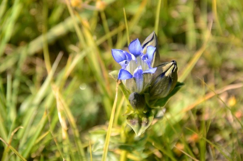 Mountain gentian (1)