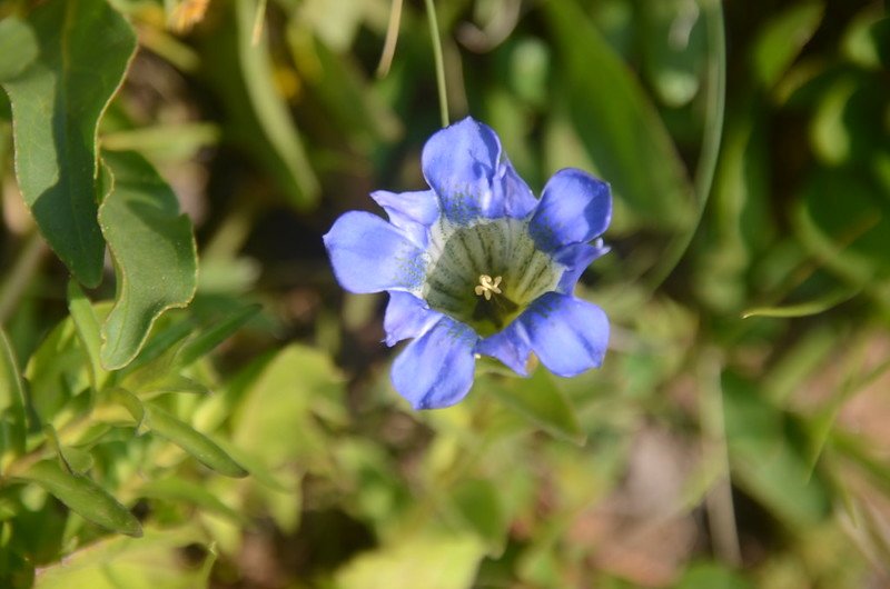 Mountain gentian (2)