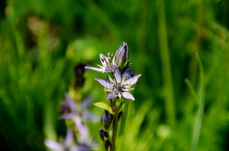 Felwort flower