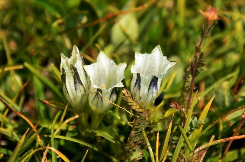 Arctic Gentian(Whitish Gentian)