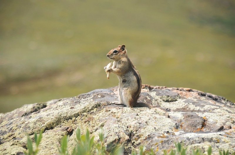 Chipmunk (2)