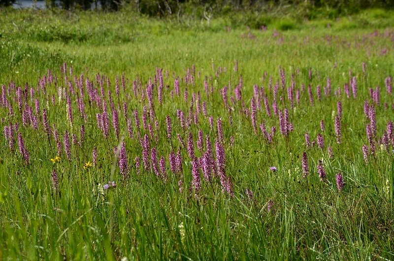 Wildflowers blooming in a meadow along Lake Isabelle Trail (5)