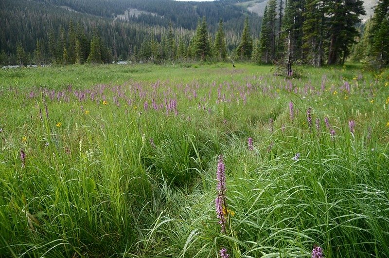 Wildflowers blooming in a meadow along Lake Isabelle Trail (4)