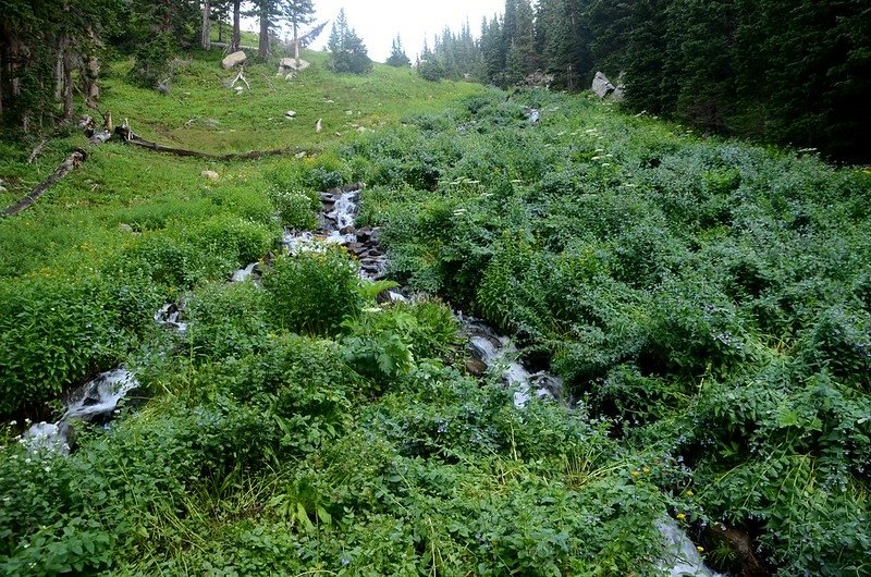 Wildflowers blooming along the cascade below Lake Isabelle (1)