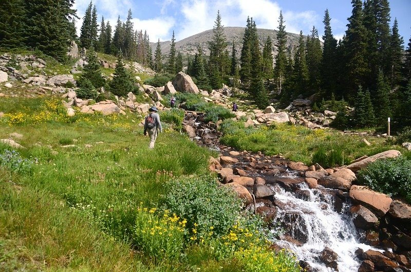 Wildflowers blooming along the cascade below Lake Isabelle (11)