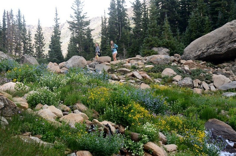 Wildflowers blooming along the cascade below Lake Isabelle (3)