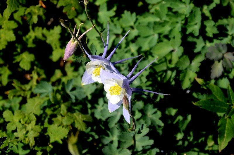 Blue Columbine (2)