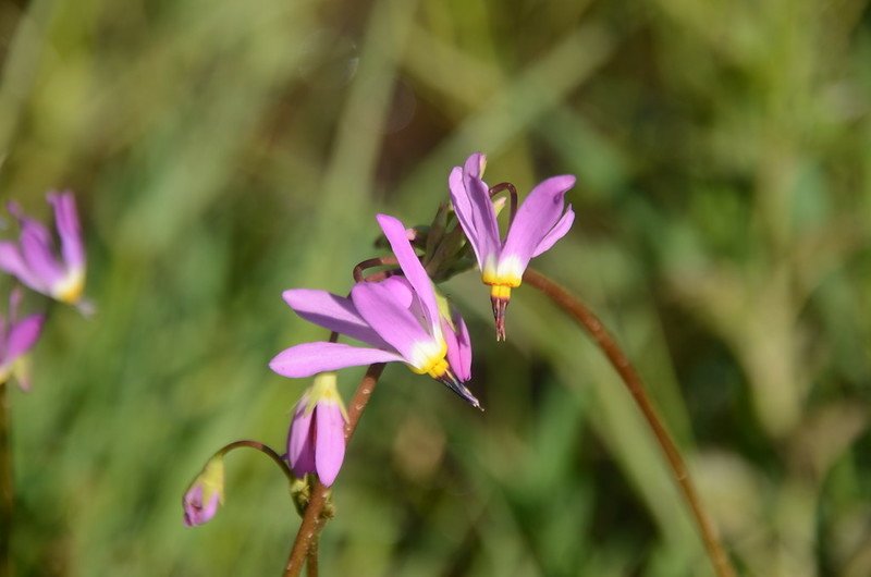 Shooting Star flowers (5)