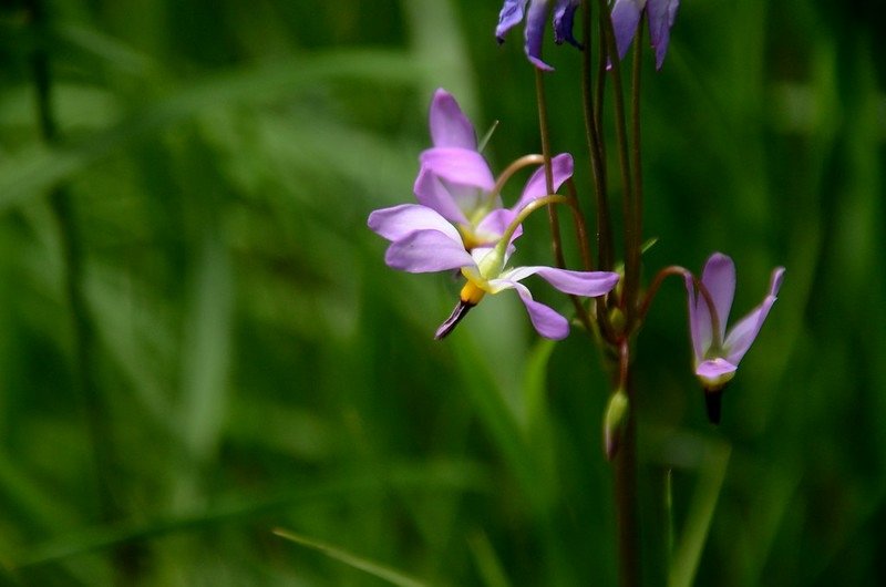 Shooting Star flowers (6)