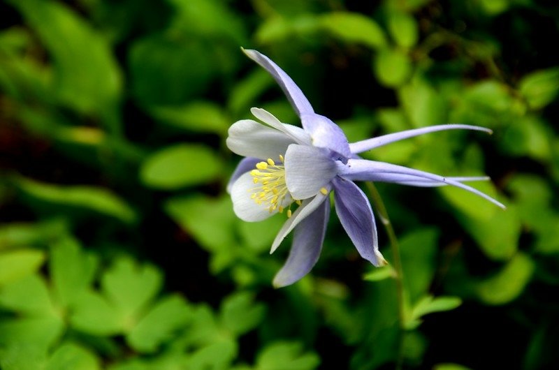 Columbine (10)