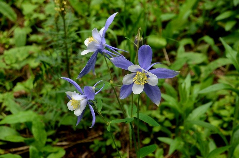 Columbine (11)