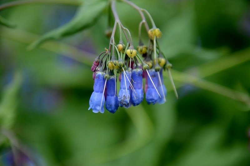 Chiming Bells (4)