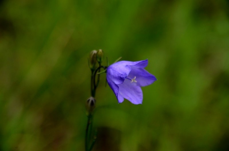 Mountain Harebell (3)